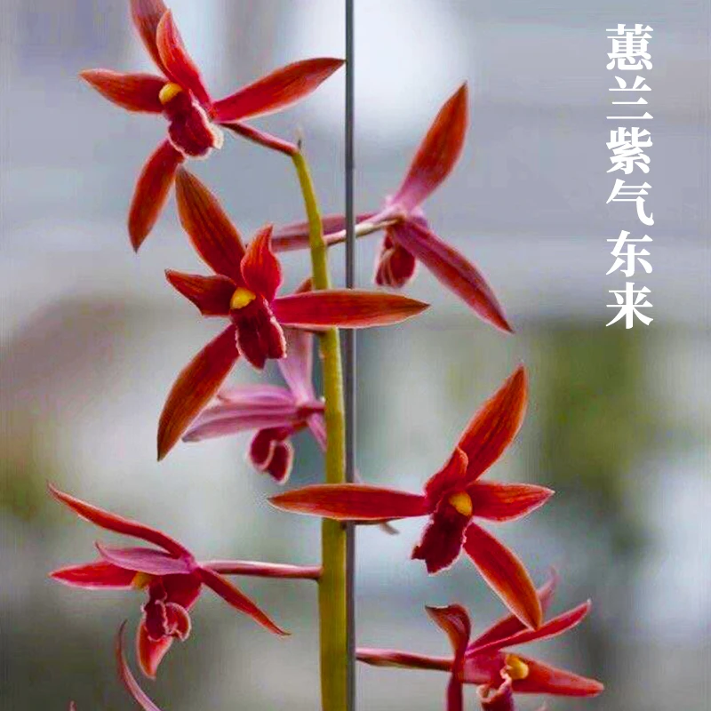 蕙兰名品【紫气东来】终身包对版 假一赔十放心购买 冬季开花