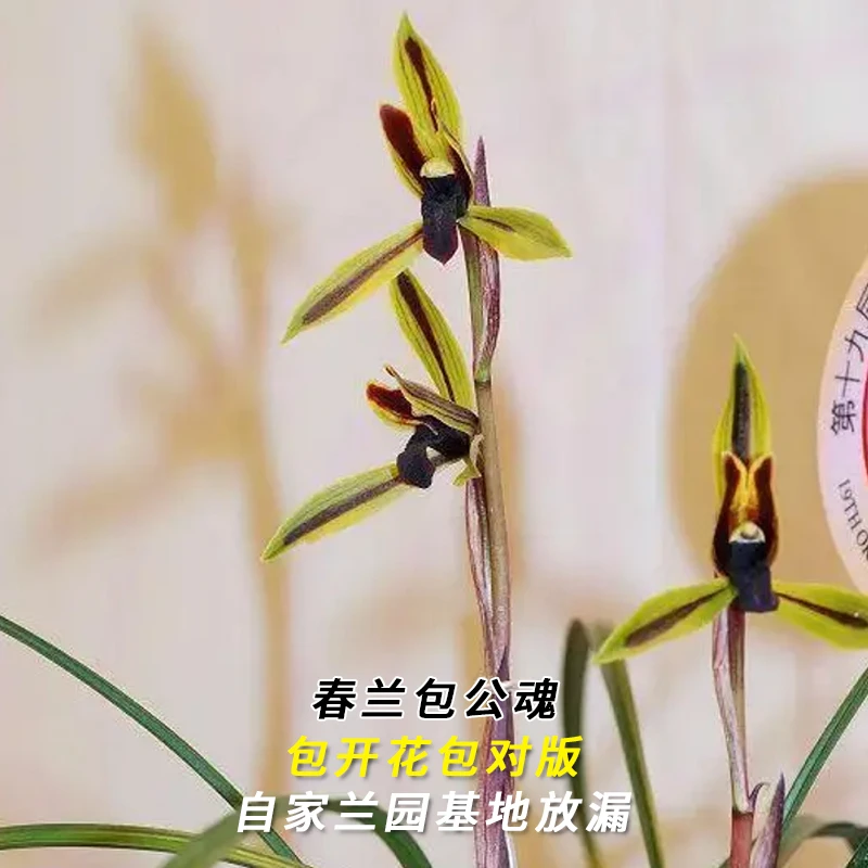 春兰名品【包公魂】终身包对版 假一赔十放心购买 当年开花