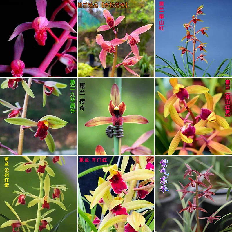 兰花雅苑 一物一拍 春兰蕙兰福利放漏专拍链接请勿乱拍