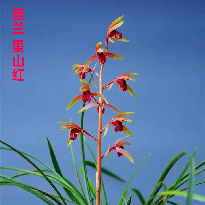兰花雅苑直播兰花精选【里山红】蕙兰名品包成活包开花对版