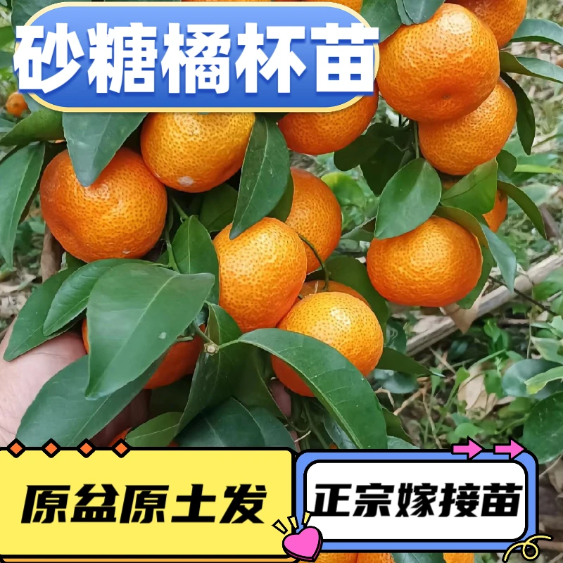 【沙糖桔原杯原土】正宗沙糖桔嫁接苗柑橘苗纯甜无酸盆栽地栽
