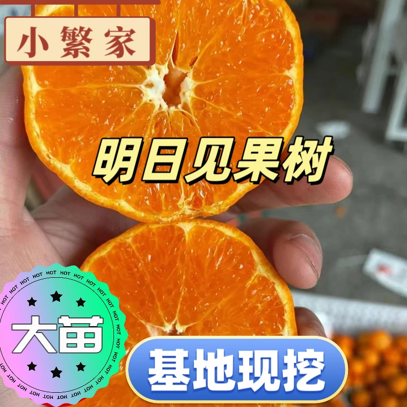 【原土原盆中苗】沙糖桔明日见耙耙柑柑橘树苗嫁接苗南北方可种