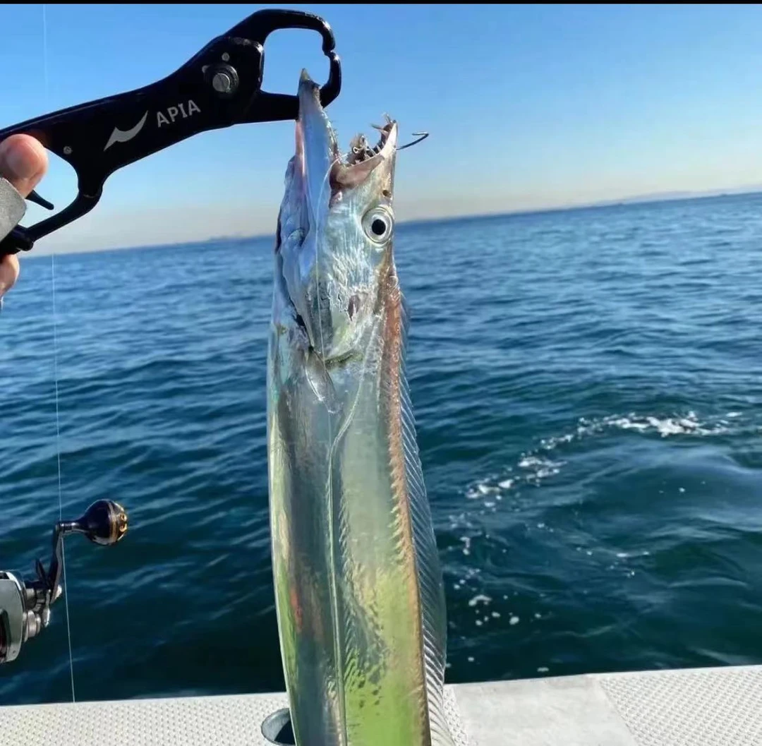 新鲜海捕小眼油带鱼 钓带鱼 3指宽 4斤装顺丰冷链