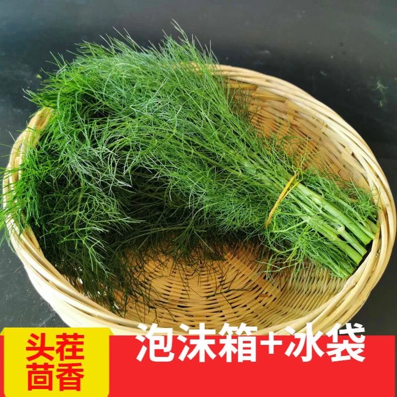 河南小茴香1斤小茴香菜新鲜2斤包邮嫩茴香菜饺子馅新鲜头茬疙瘩汤
