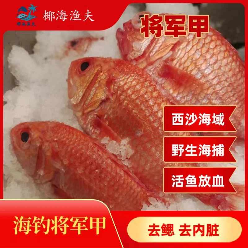 南海野生海钓【将军甲】刺身，清蒸佳品