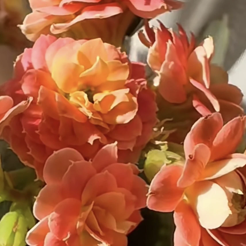【玉面桃花】暖橙色桃花形重瓣大花复色