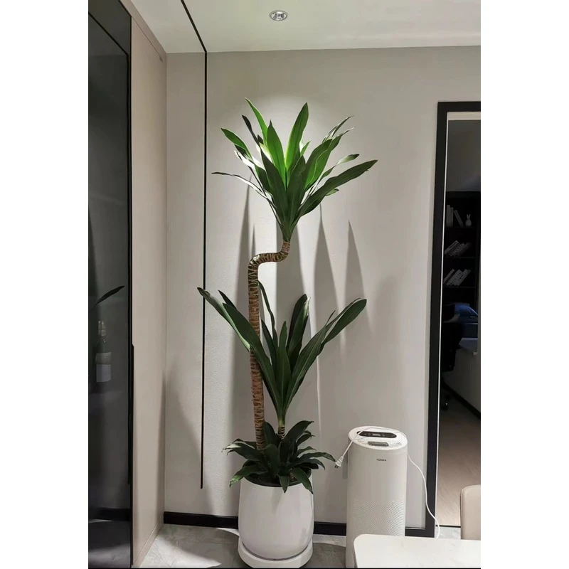 荷花铁美人铁盆栽花卉绿植观叶吸甲醛植物净化空气室内耐阴产品