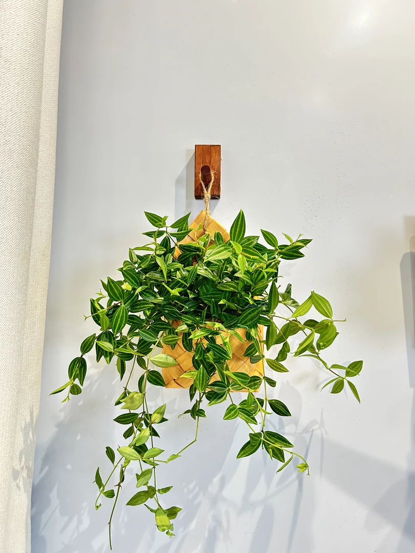 钻石翡翠设计客厅电视柜旁家装好养景观花真花盆栽室内办公室