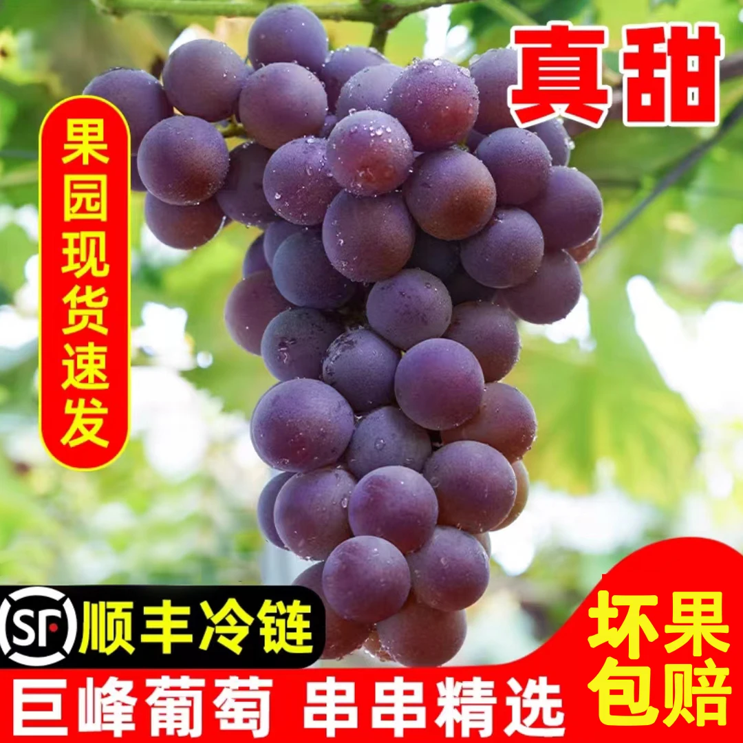 自家种植浦江巨峰葡萄皮薄肉厚果园现摘顺丰冷链快递包邮坏果包赔