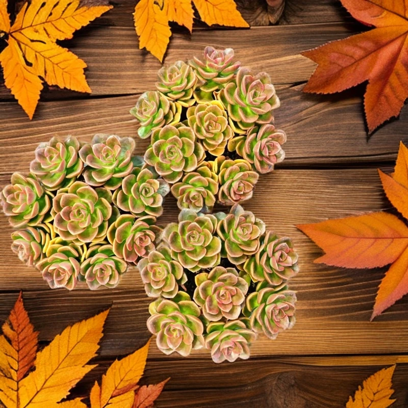 红酒巧克力（多肉植物）耐高温 新手好养殖  带园艺盆土