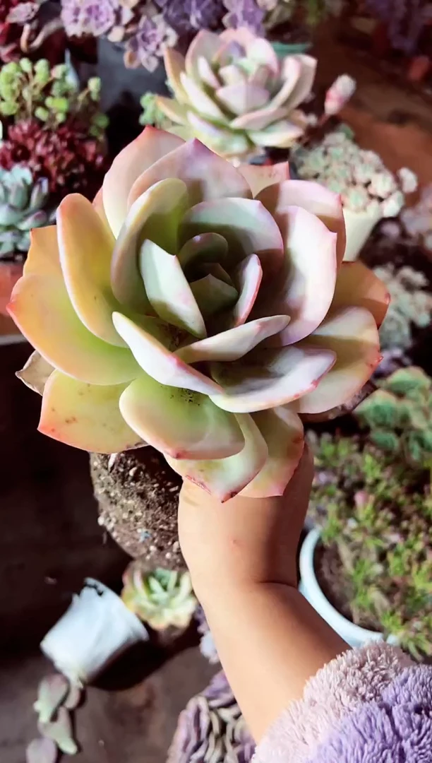 【闪购商品】老桩血凤