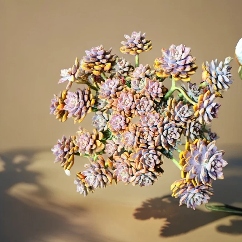 多肉植物 阿伦培    耐高温低温易养活露养盆栽