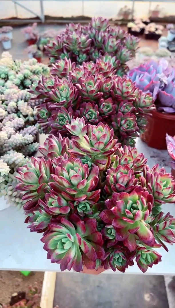 【闪购商品】老桩红稚莲