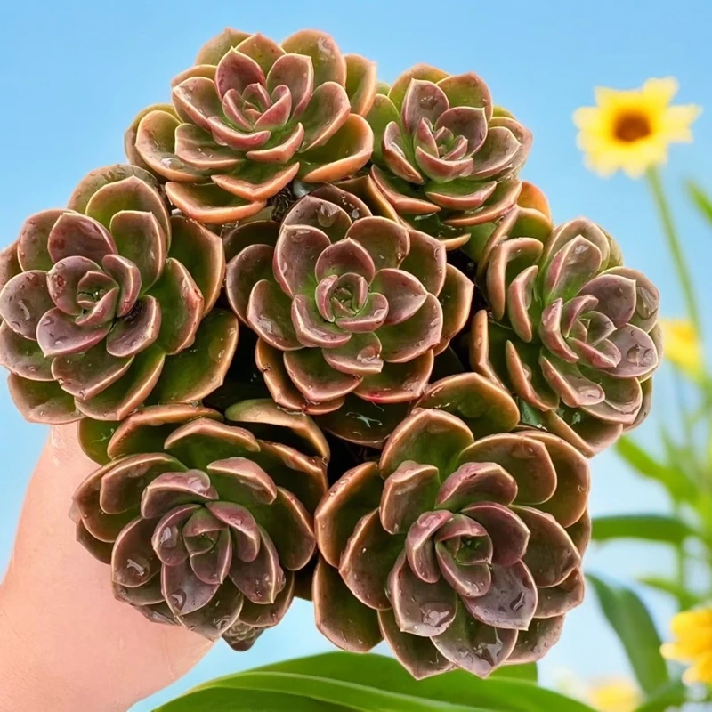 红酒巧克力（多肉植物） 夏天抗高温  新手好养多肉酒红色