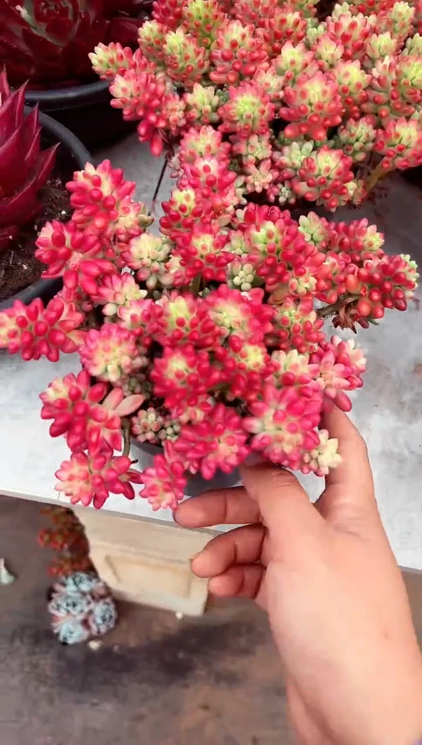 【闪购商品】虹之玉锦