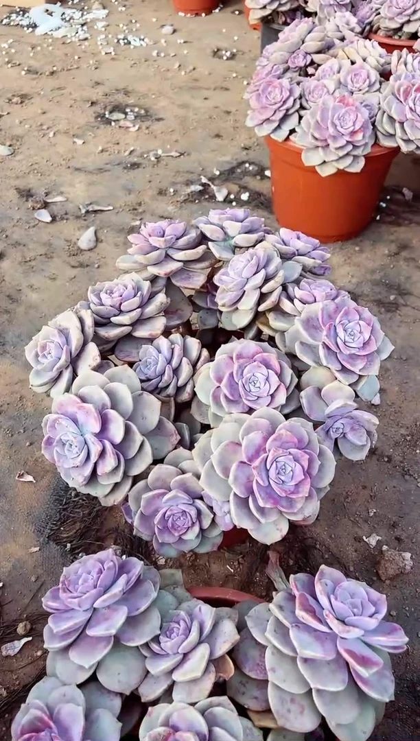 【闪购商品】大紫乐一物一拍
