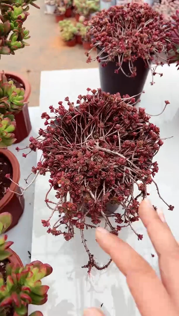 【闪购商品】小球玫瑰锦