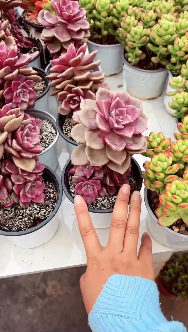 【闪购商品】鹅肝变异优选
