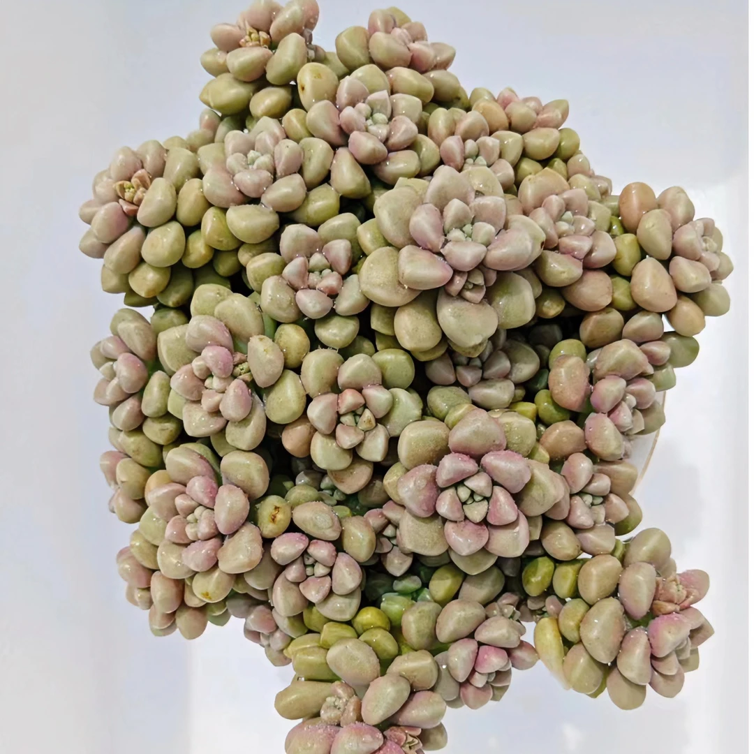 丸叶姬秋丽（多肉植物）藤蔓系多肉枝干较细  橙色盆栽   叶片繁殖