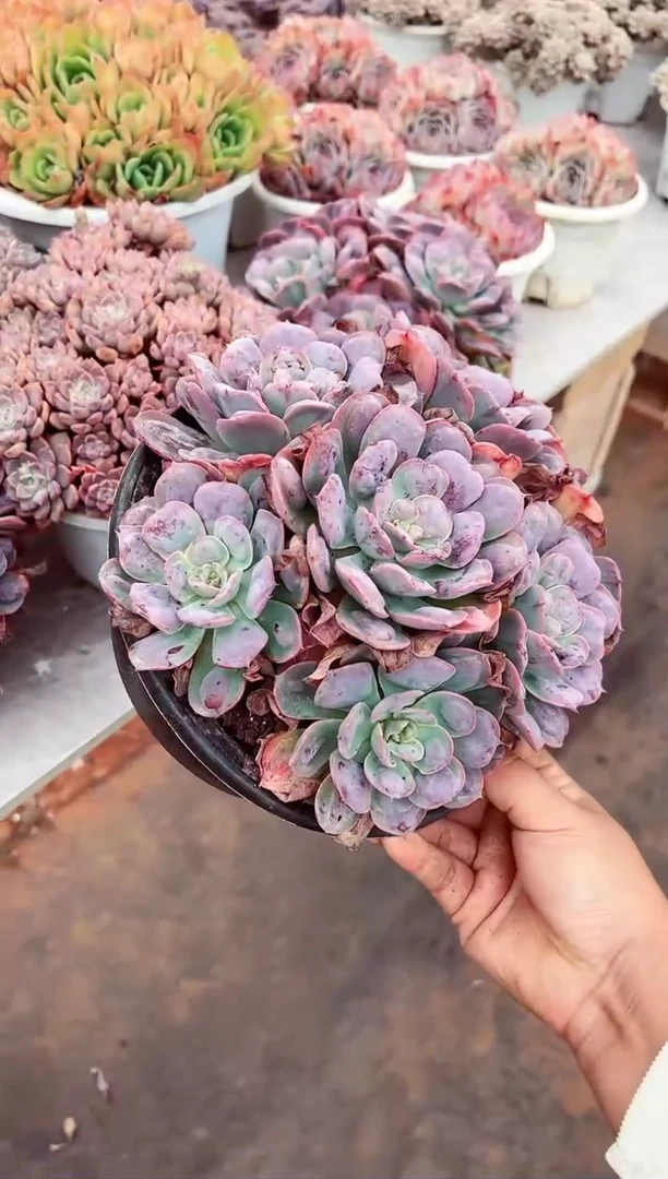 【闪购商品】群生捧花雨滴