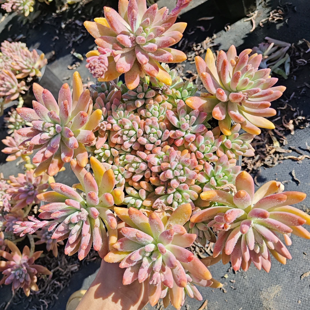 大老桩秋丽（多肉植物）冬天耐寒夏天耐高温脱土裸根发货