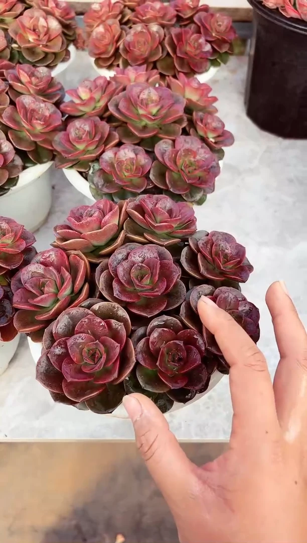 【闪购商品】大盆巧克力玫瑰