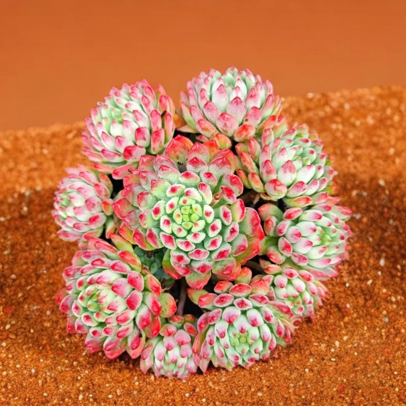 大球松蓝精灵（多肉植物）精品蓝精灵红色  整装无砍  蓝苹果