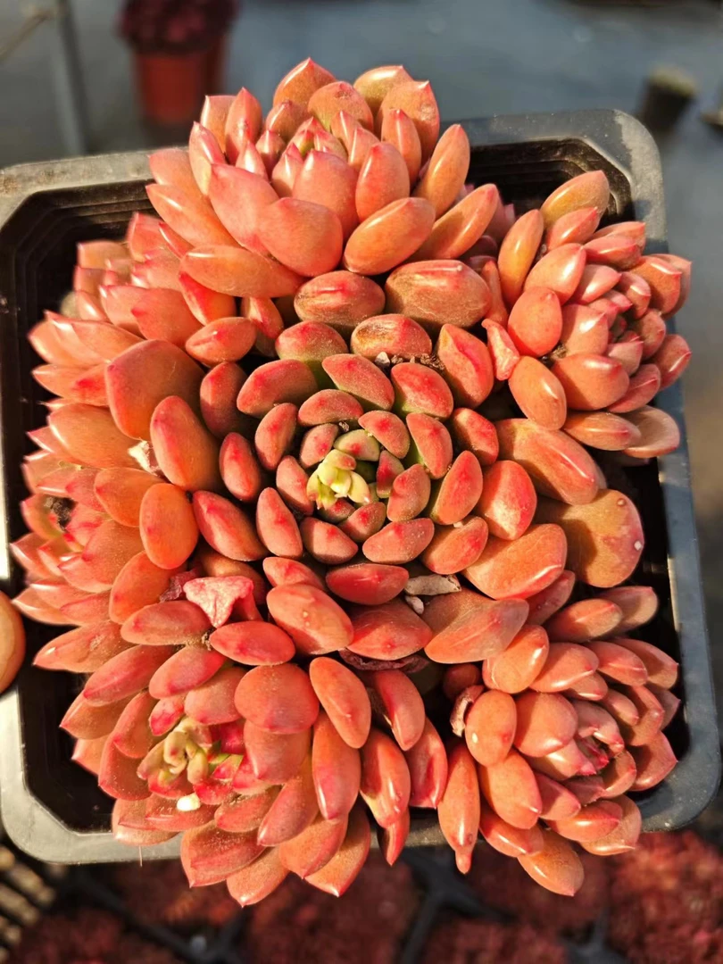 鸡血红宝石（多肉植物）鸡血宝石红色  新手易养殖
