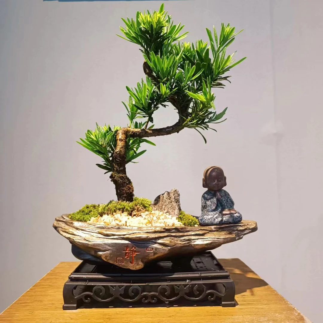 【云舒尊享定制款】静陵异性盆造型罗汉松+静禅和尚+185长方座+