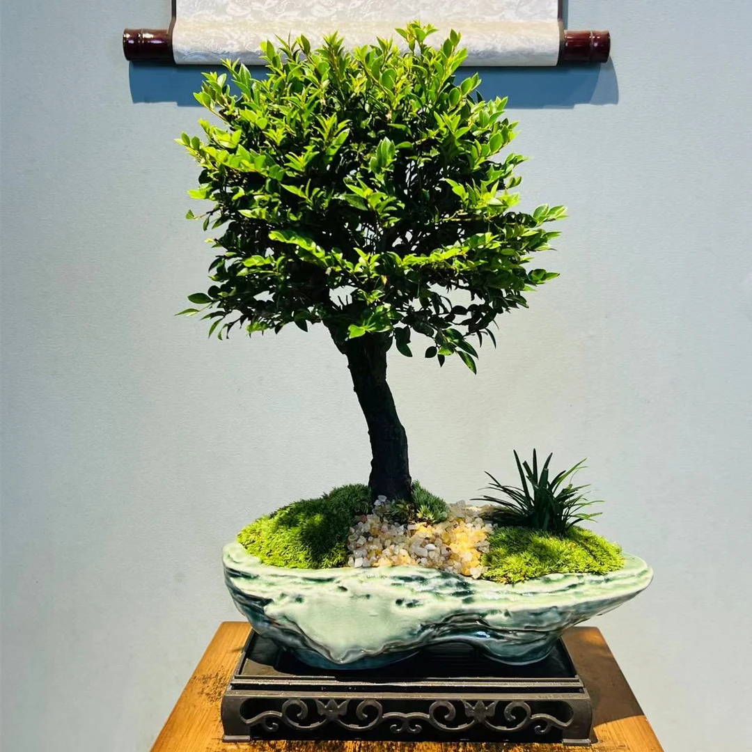 【云舒专享】卿纹哥窑盆老桩独杆紫檀黑古茶+250长方座