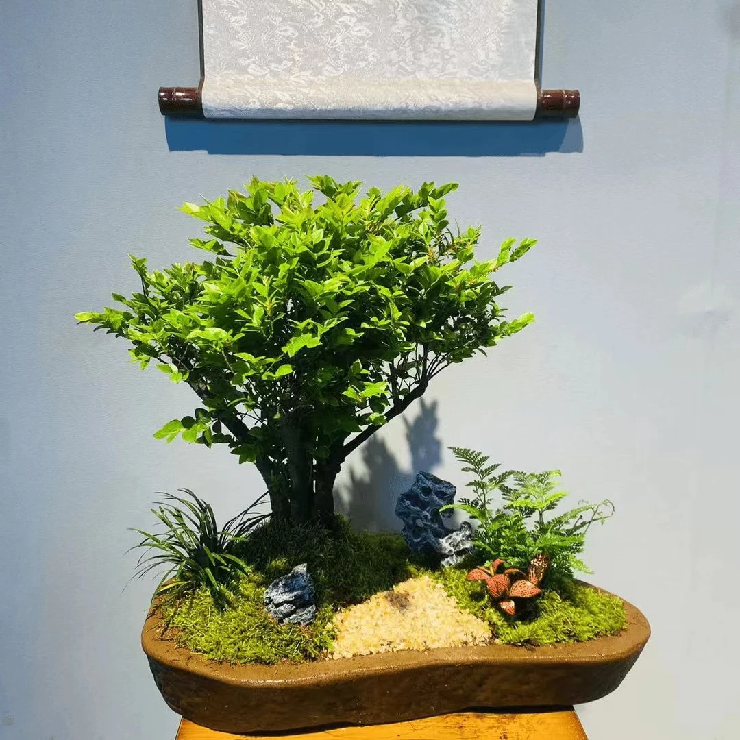 【云舒专享】HY芳瓷紫沙盆一本多干丛林小叶紫檀黑古茶+接水盘