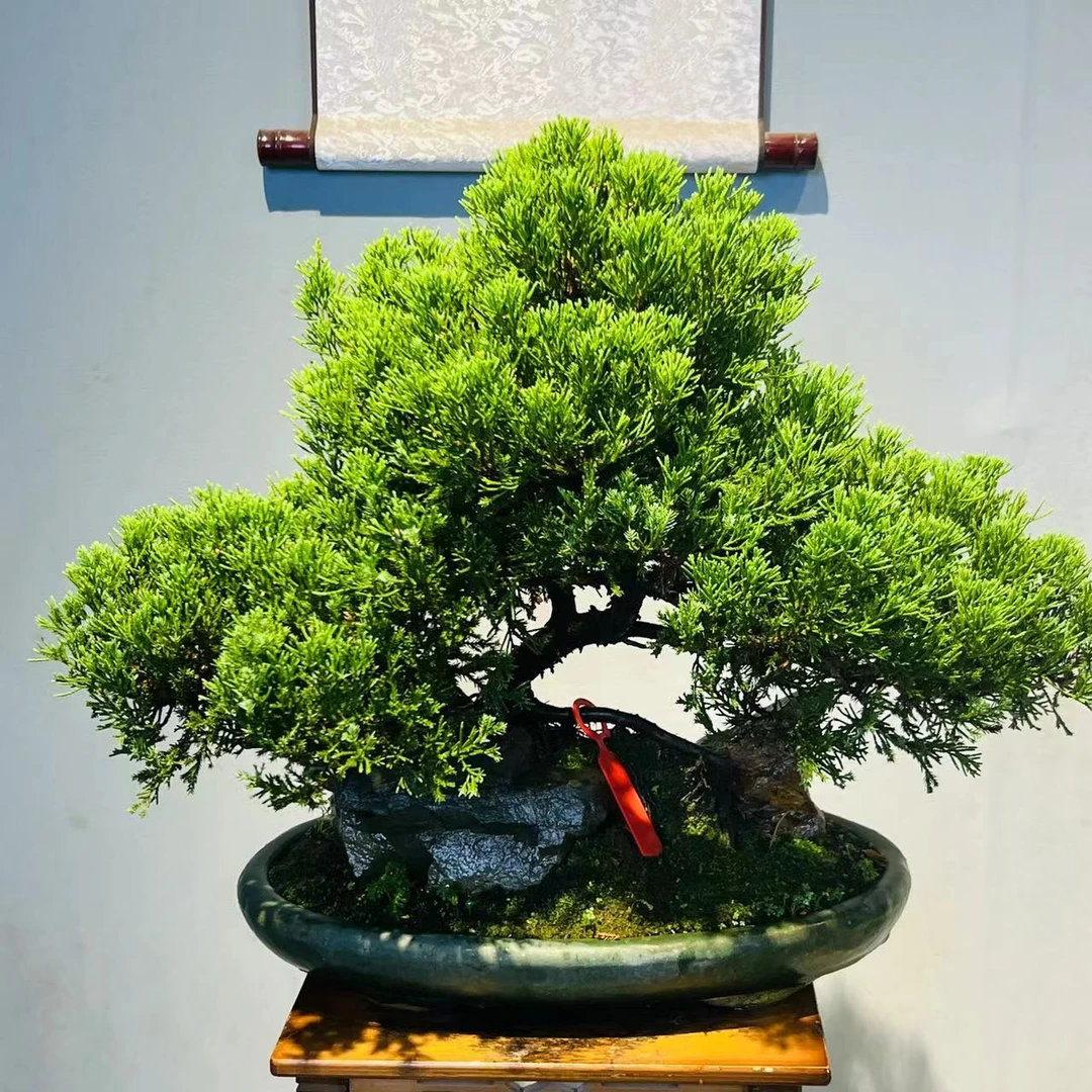 【云舒尊享定制款】一物一拍 --老桩附石造型迎客松珍柏