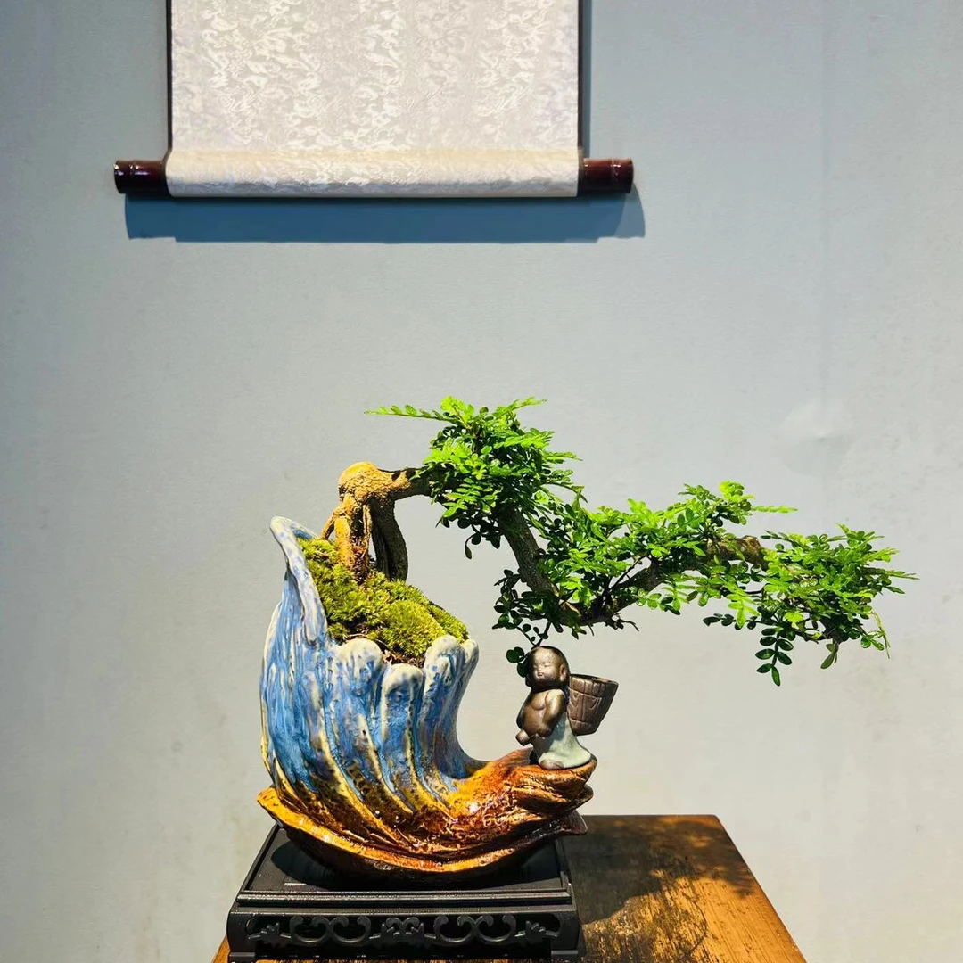 【云舒尊享定制款】YJ蓝釉飘枝老桩清香胡椒木屹景+镂空座