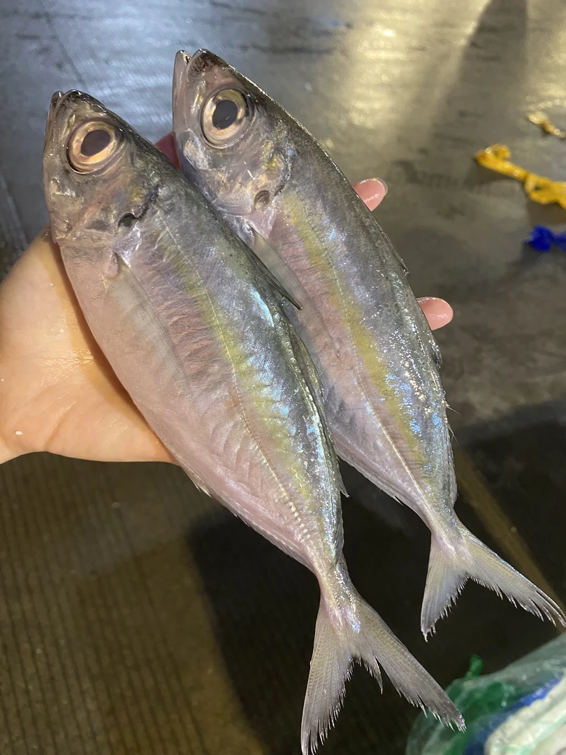 广东湛江 野生大眼池  共5斤 （3-4条一斤）