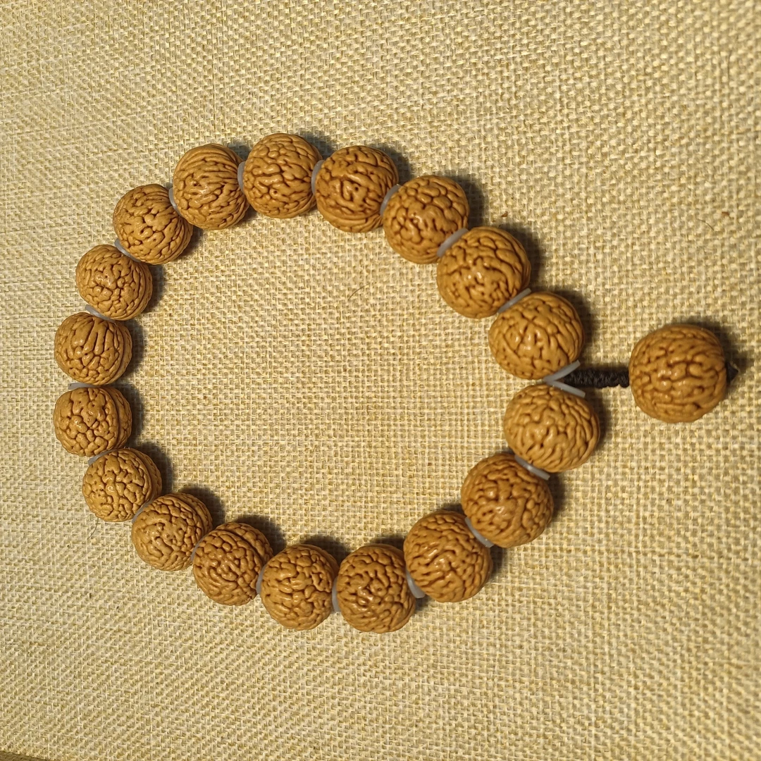 东北野王桃核 大肌肉