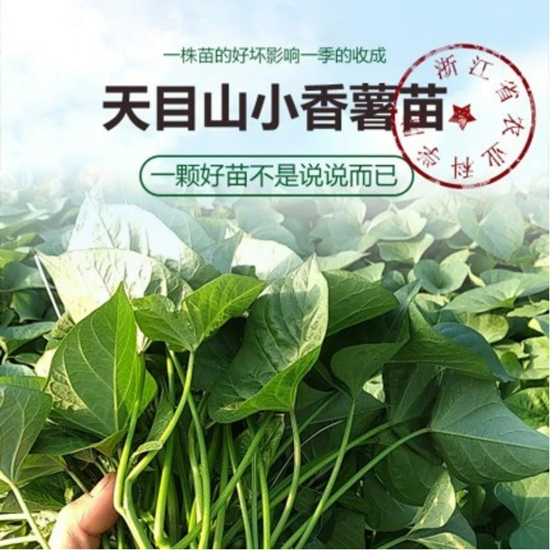 三品客小香薯苗皮薄无丝黄心软糯香甜净20g-200g