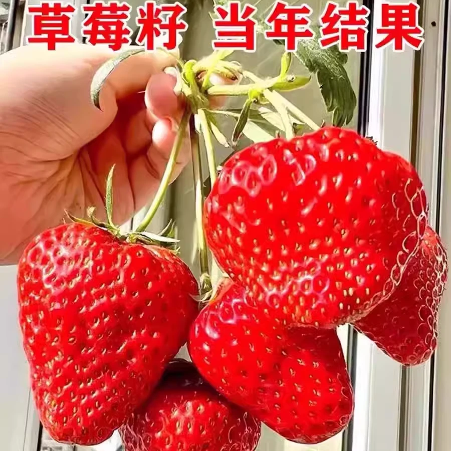 奶油草莓种籽子四季白草莓种子水果蔬菜种孑红颜章姬盆栽阳台植物