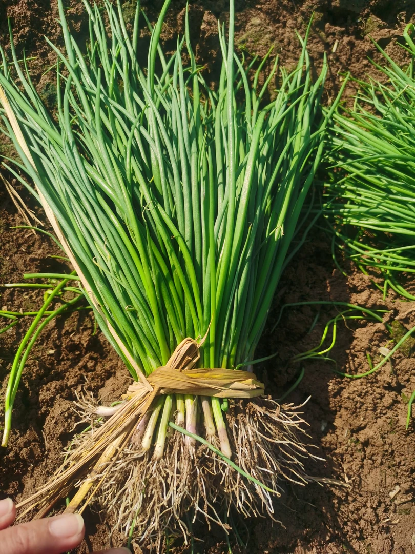 优质洋葱苗，水果洋葱苗