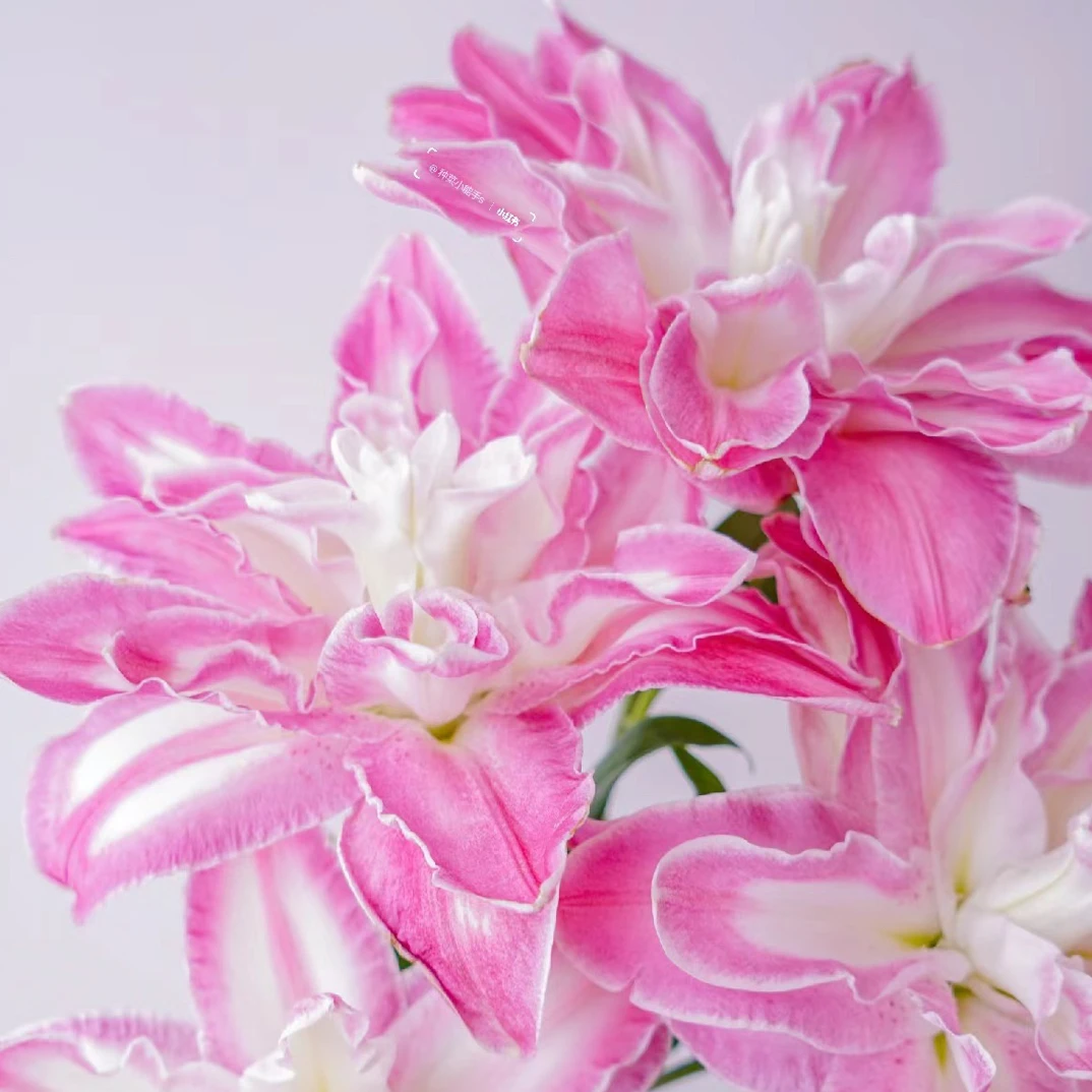 【莲花仙子百合】云南基地直发粉色重瓣香水鲜切花
