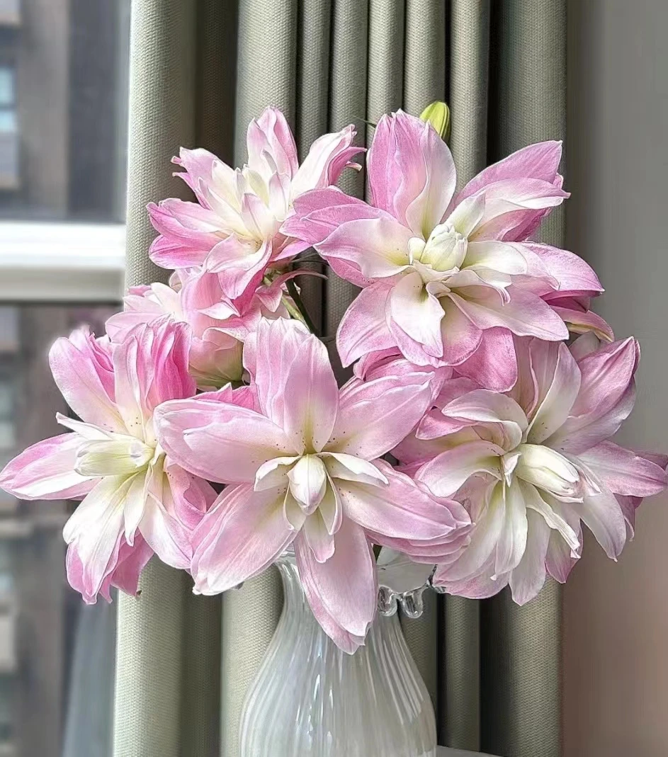 【莲花微风百合】云南基地直发鲜切花
