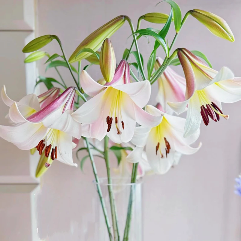 【东方月亮百合】云南基地直发香水鲜切花