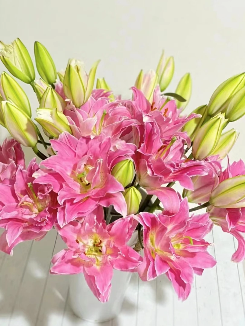 【指尖恋人百合】云南基地直发鲜切花