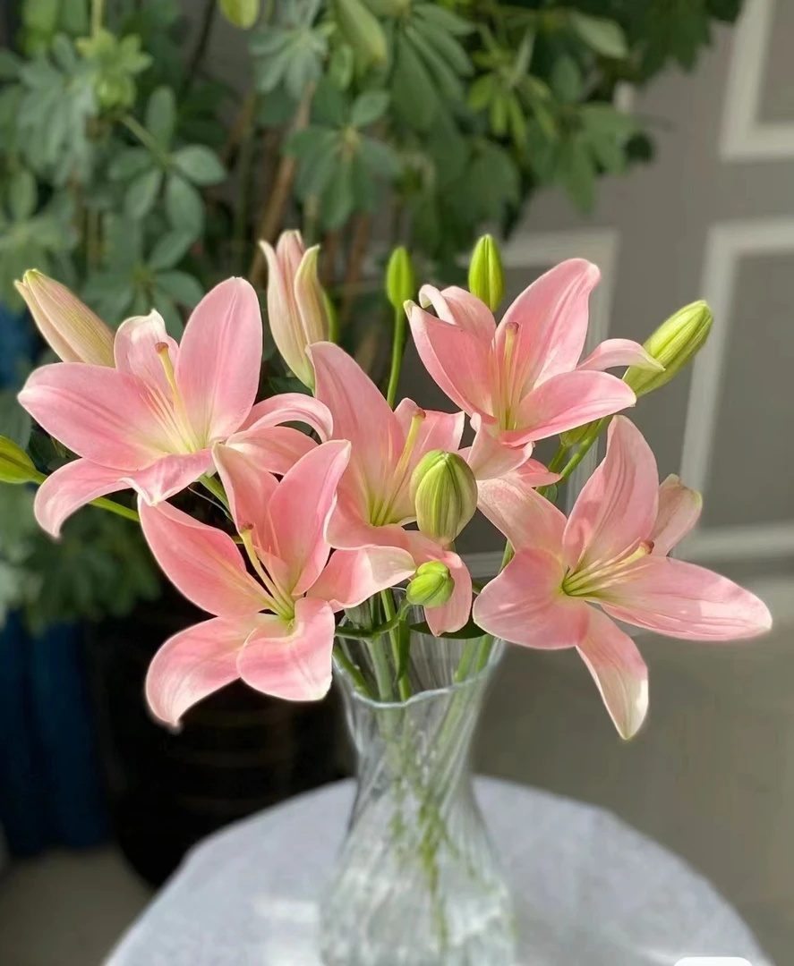 【小粉仙亚百合】云南基地直发鲜切花