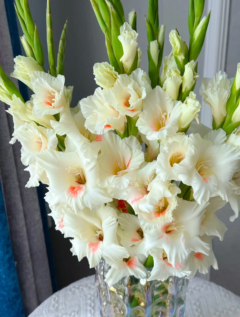 阿贾克斯剑兰云南鲜花