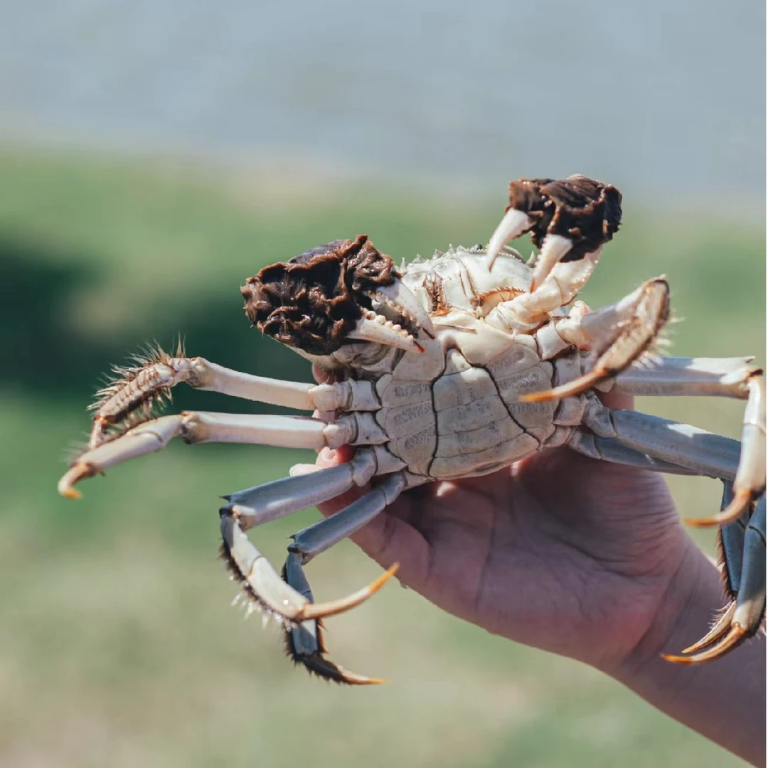 「活蟹」公蟹4.2两-3.9两+母蟹3.7两-3.4两组合4对➕1对10只顺丰冷链