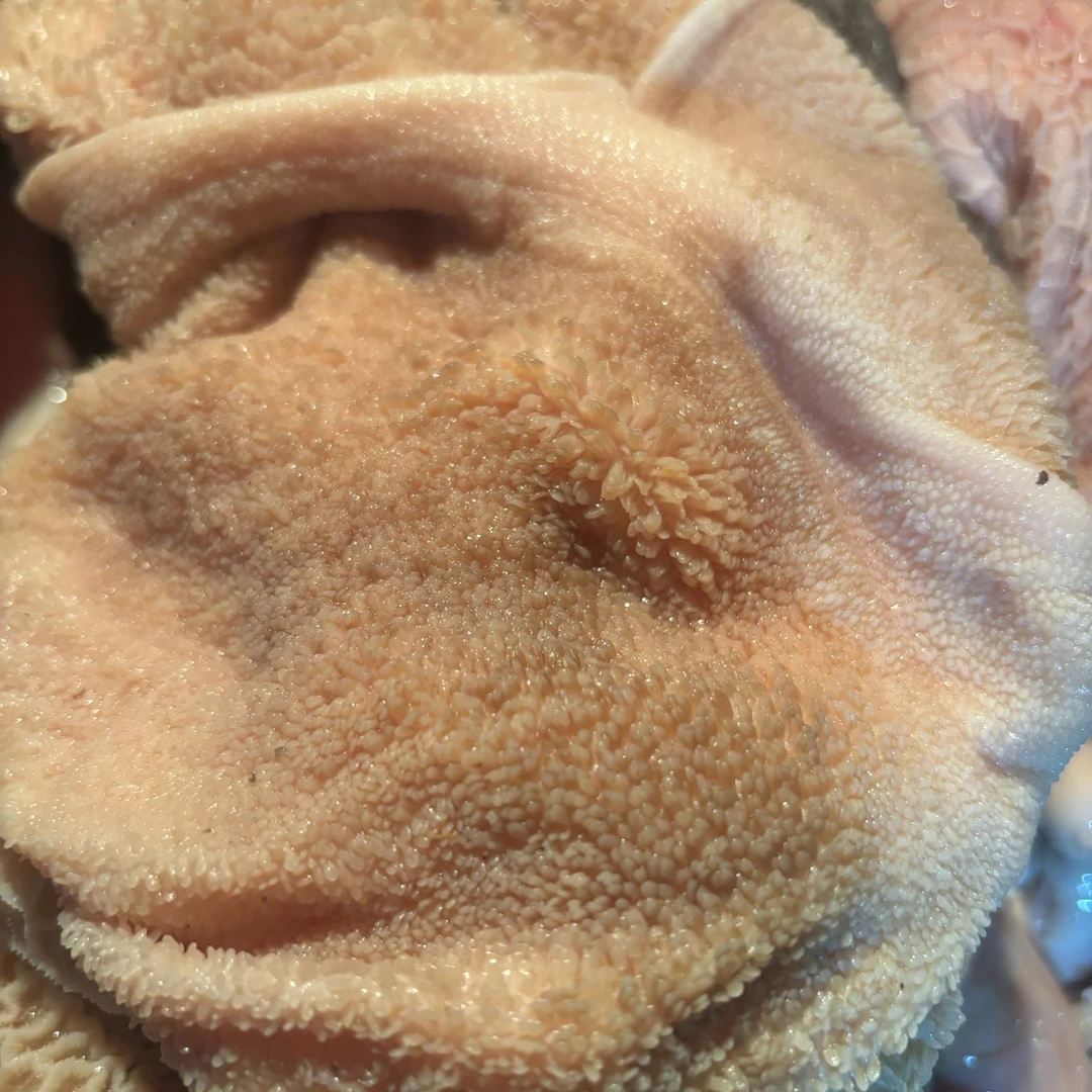 黑山羊 羊肚 可处理干净 直播间称重改价