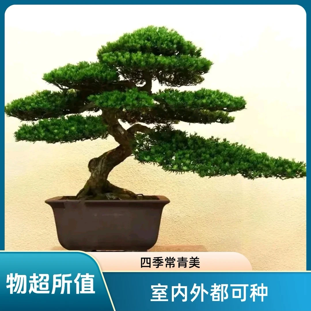 造型罗汉松盆景老桩【一物一拍】耐寒松树红芽珍珠罗汉松