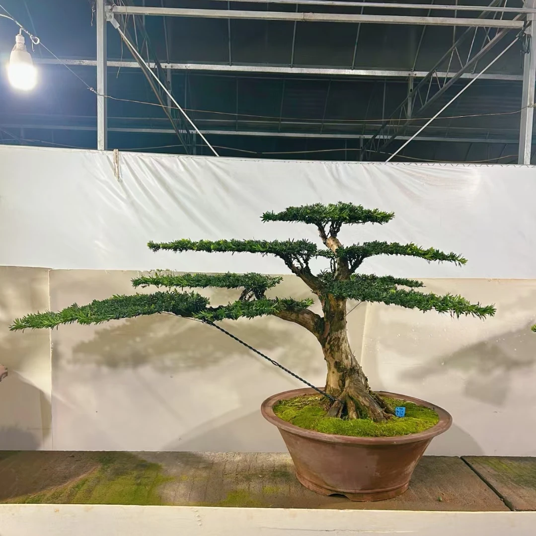 精品罗汉松盆景老桩造型庭院绿植耐寒常青