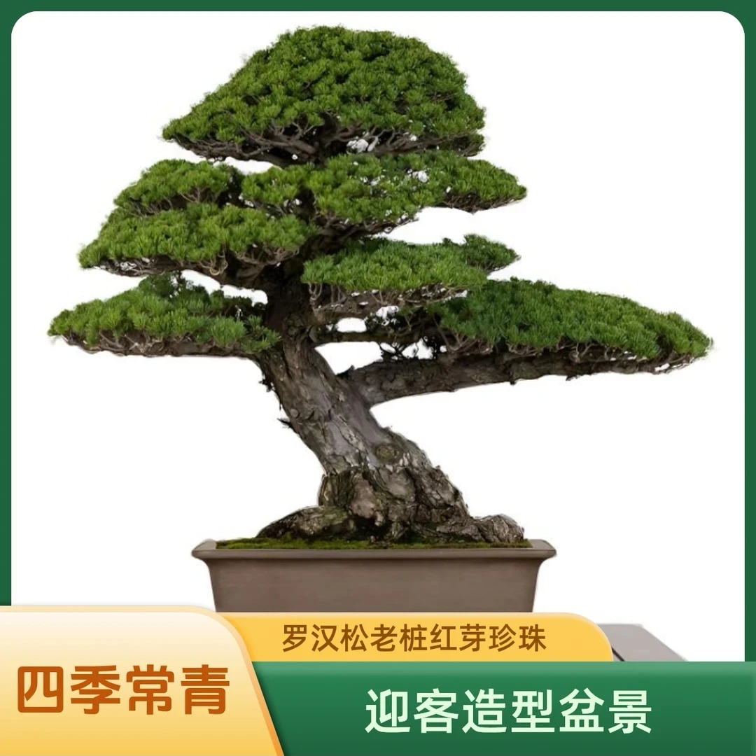 迎客松盆景四季常青罗汉松【一物一拍】景观植物红芽珍珠罗汉松