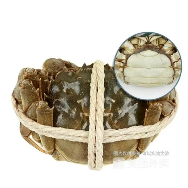 【活蟹】江苏大闸蟹母蟹1只（3.7-3.9两/只）